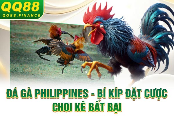 Đá Gà Philippines - Bí Kíp Đặt Cược Chọi Kê Bất Bại