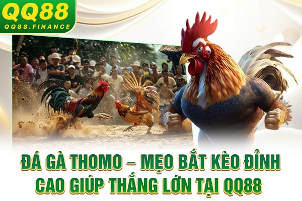 Đá gà Thomo – Mẹo Bắt Kèo Đỉnh Cao Giúp Thắng Lớn Tại QQ88
